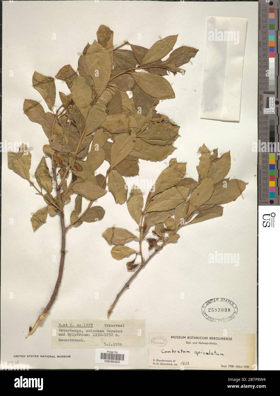 Combretum apiculatum subsp apiculatum. Stock Photo