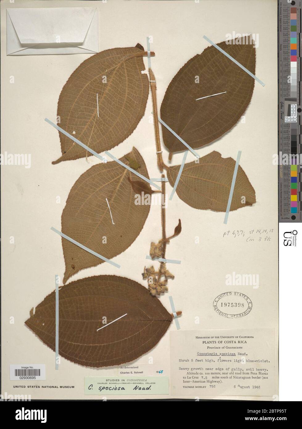 Naudin Vector Conostegia speciosa Naudin Stock Photo - Alamy