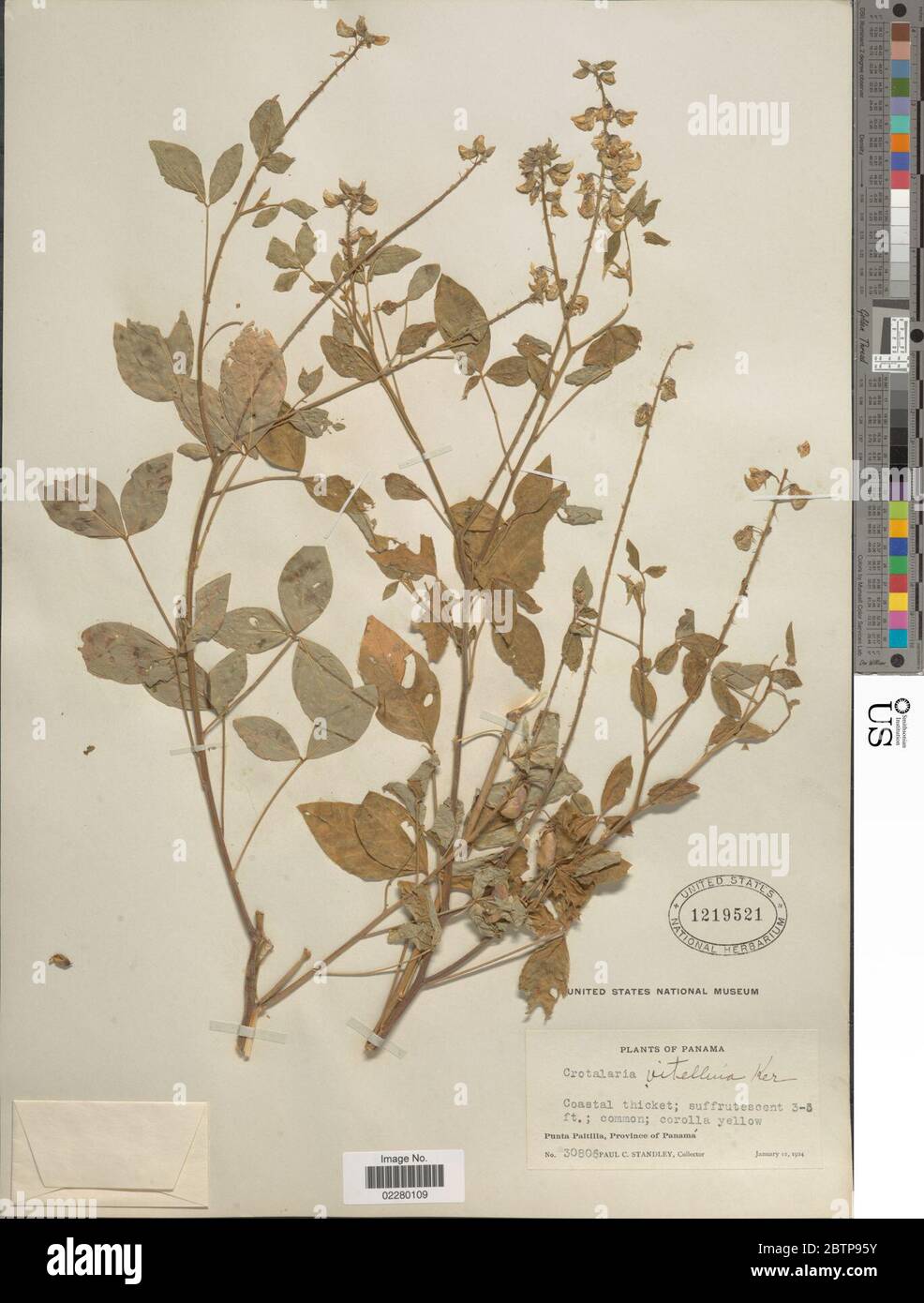 Crotalaria cajanifolia Kunth. Stock Photo