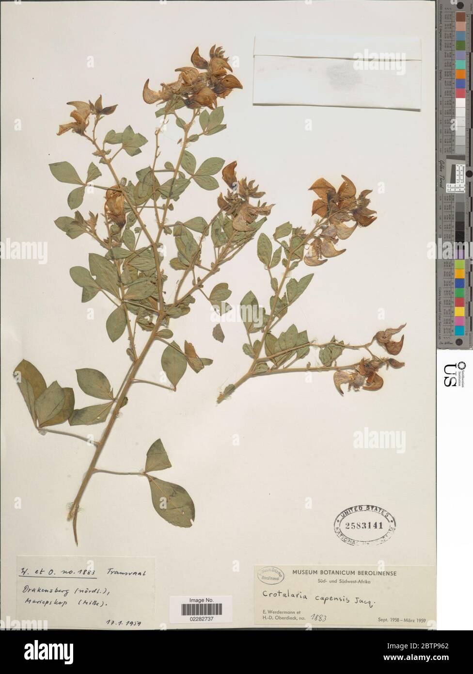 Crotalaria capensis. Stock Photo