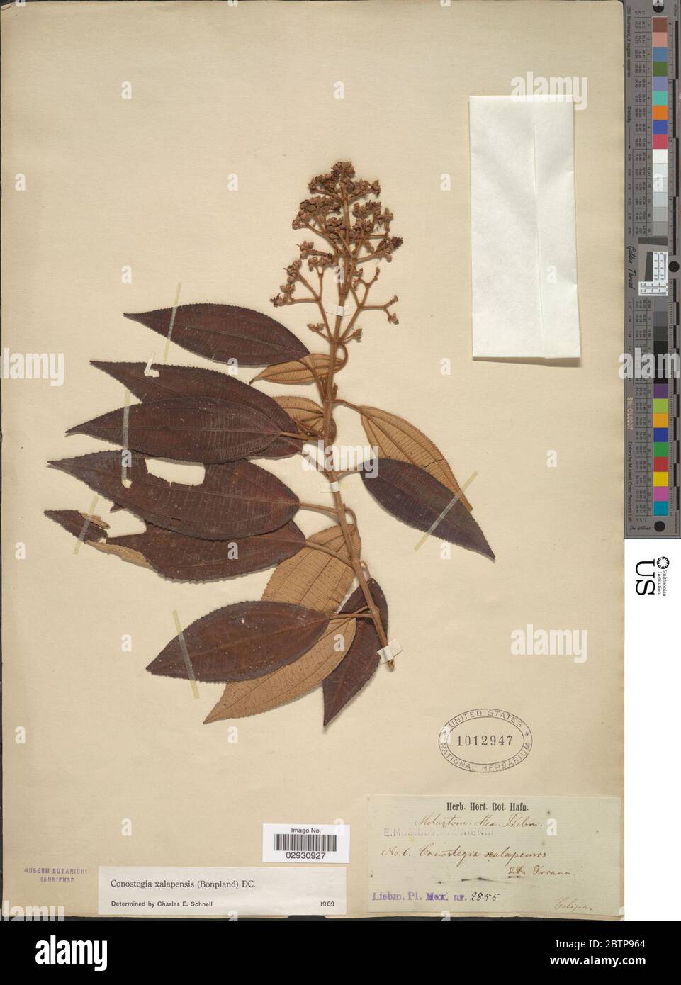 Conostegia xalapensis Bonpl D Don ex DC Stock Photo Alamy