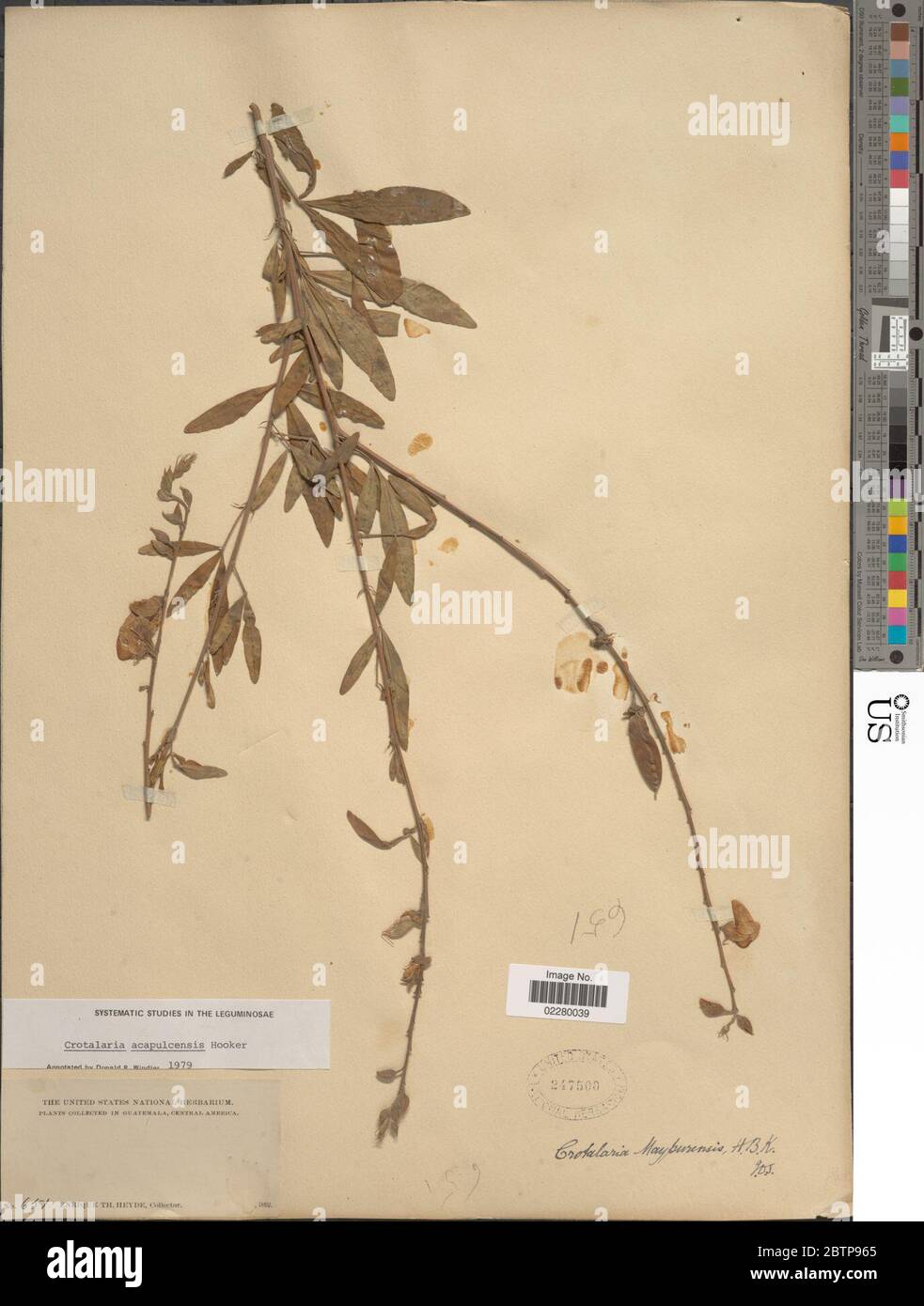Crotalaria acapulcensis Hook Arn. Stock Photo