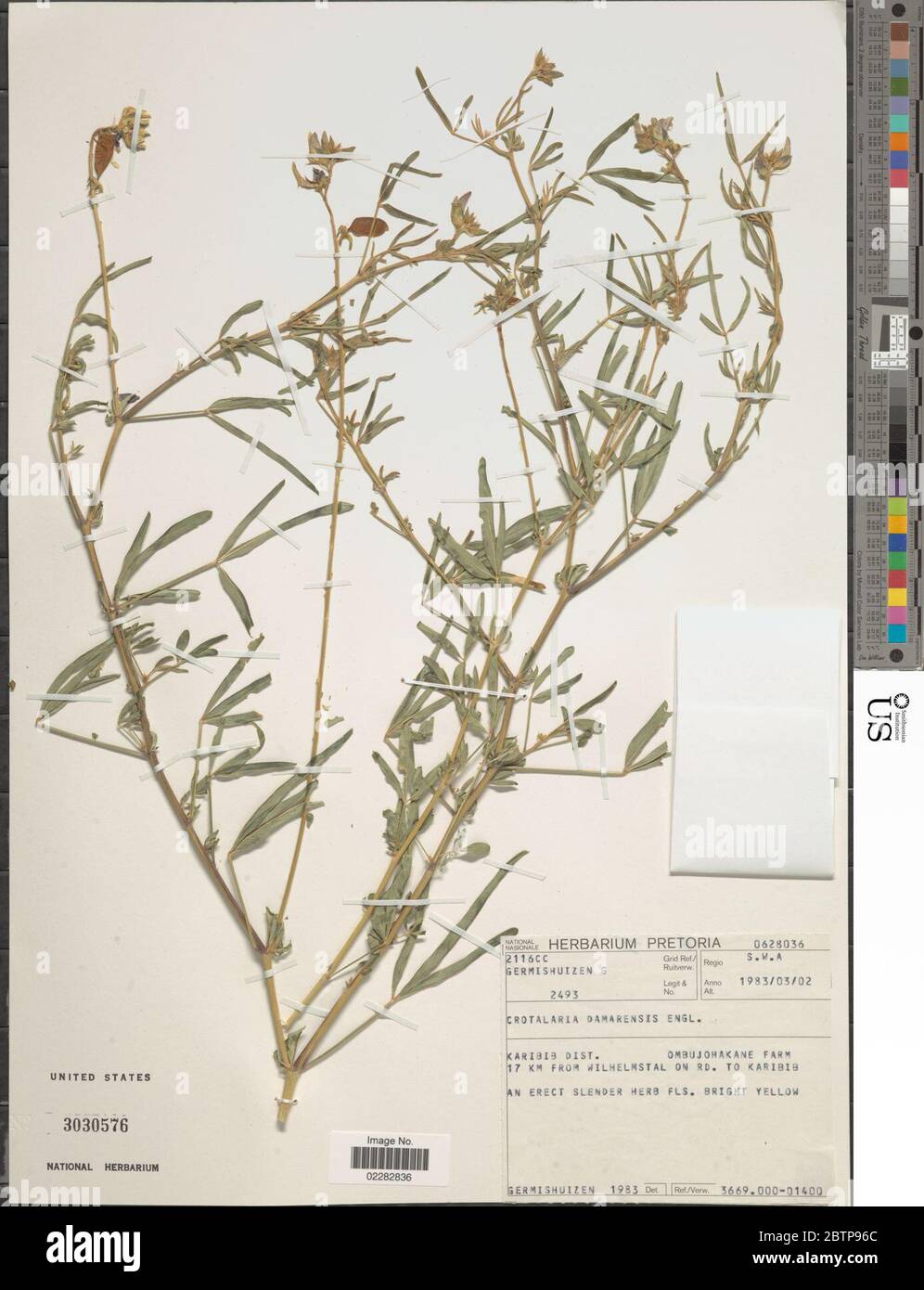 Crotalaria damarensis Engl. Stock Photo