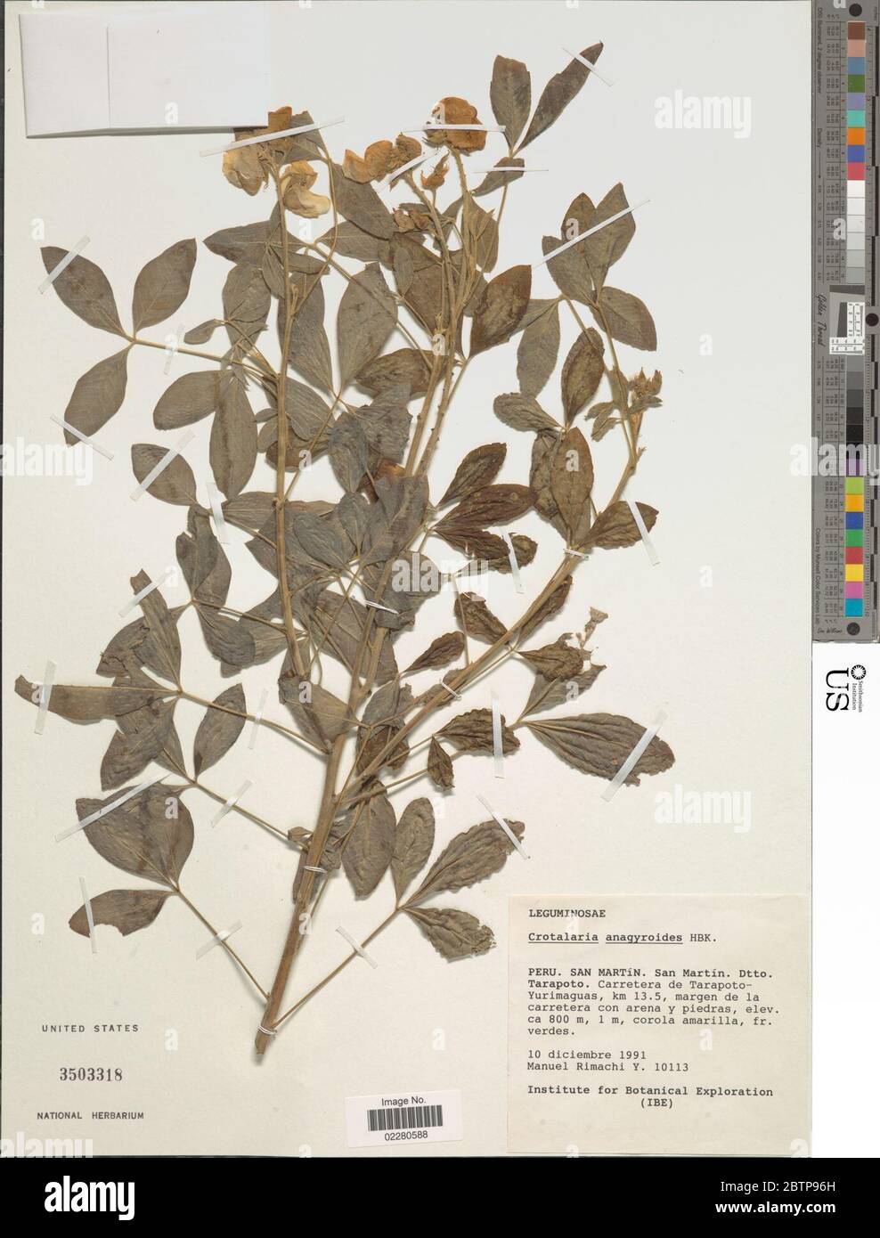 Crotalaria anagyroides Kunth. Stock Photo