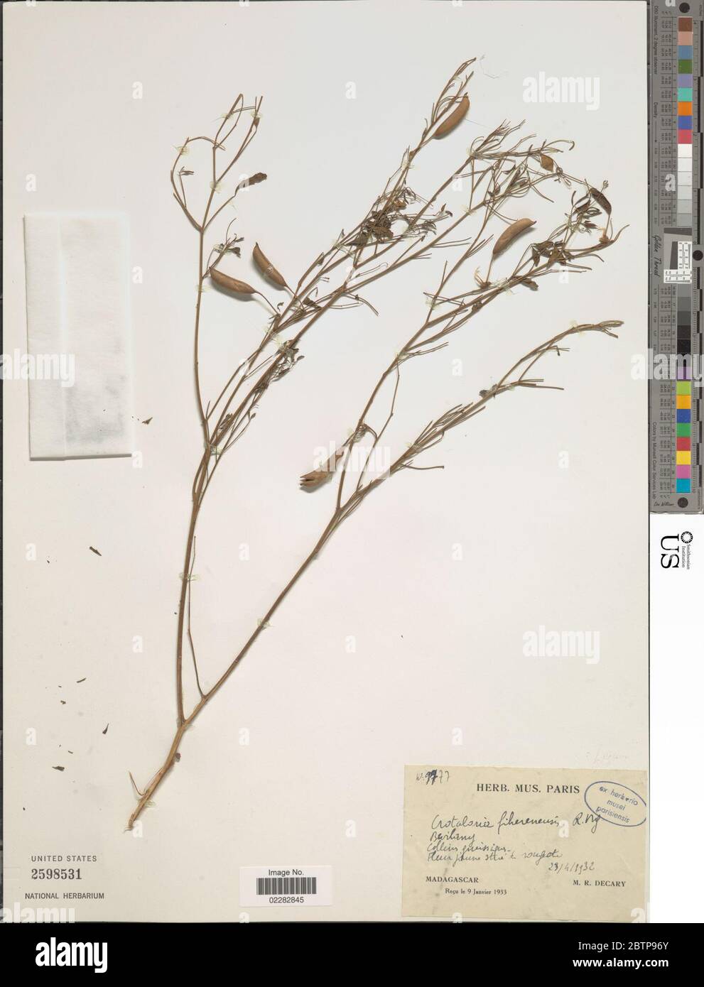 Crotalaria fiherenensis R Vig. Stock Photo