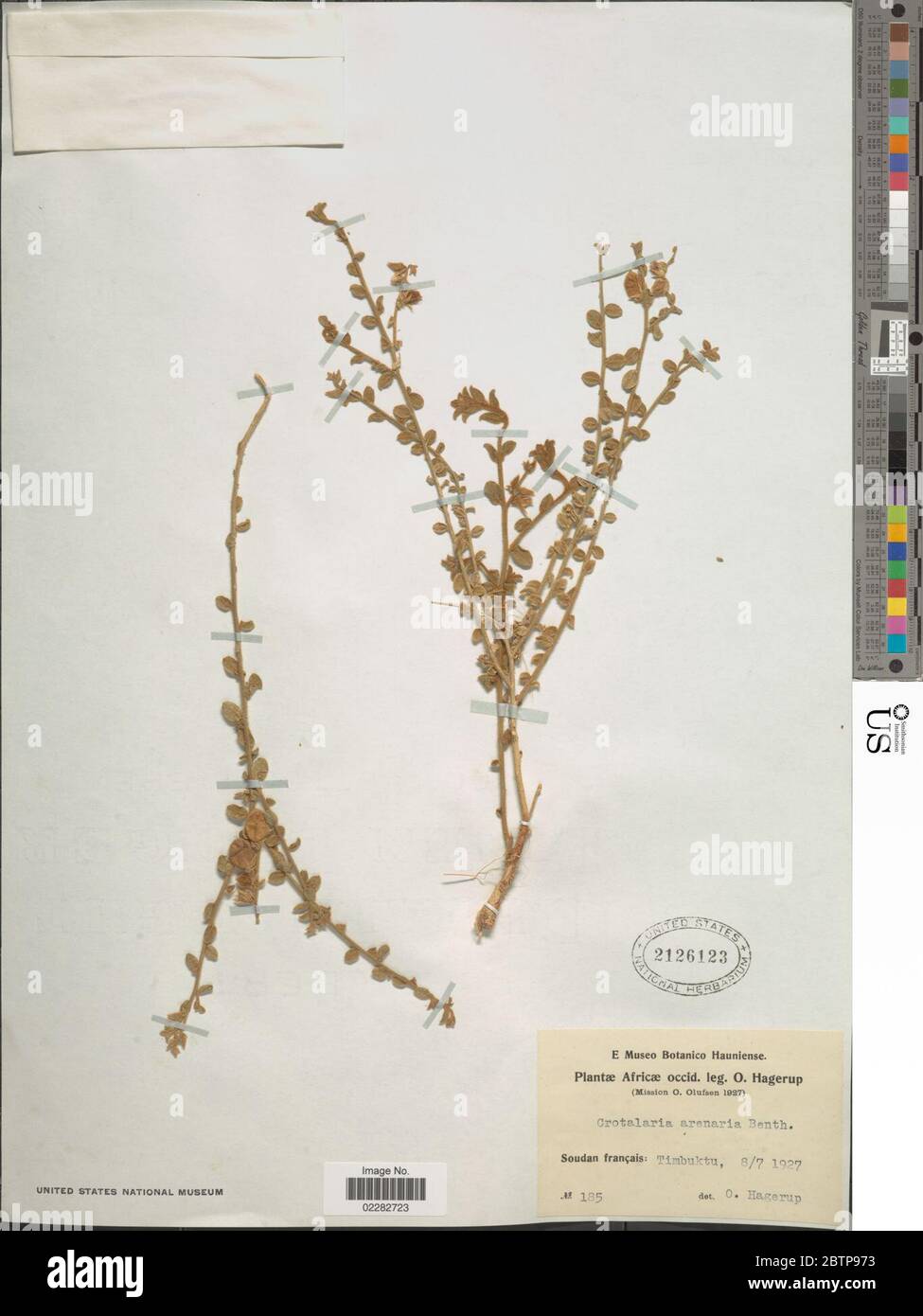 Crotalaria arenaria Benth. Stock Photo
