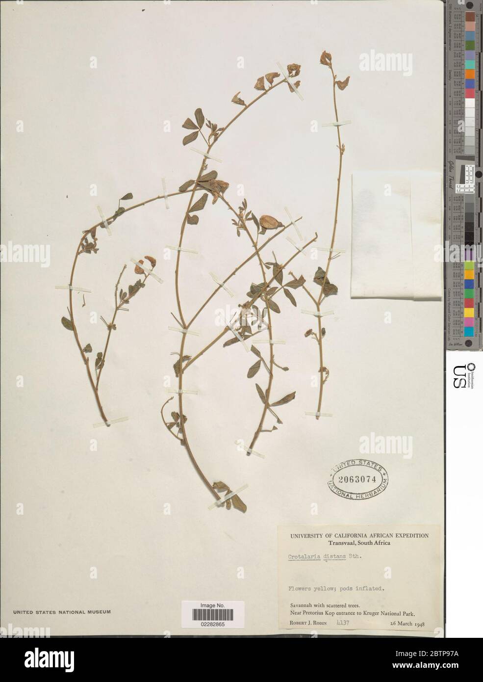 Crotalaria distans Benth. Stock Photo
