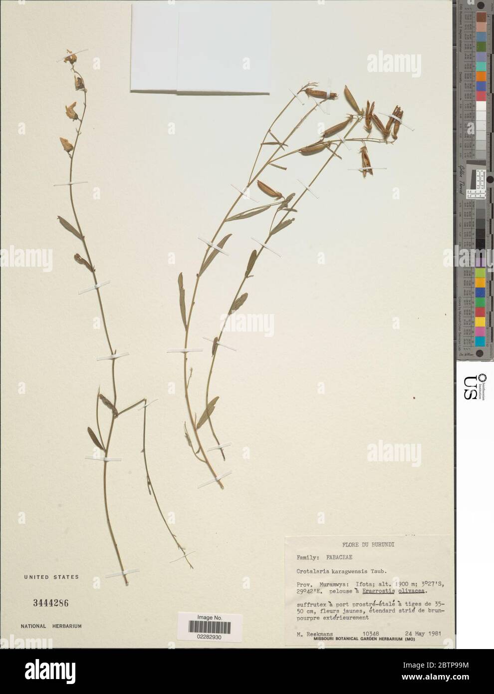 Crotalaria karagwensis Taub. Stock Photo