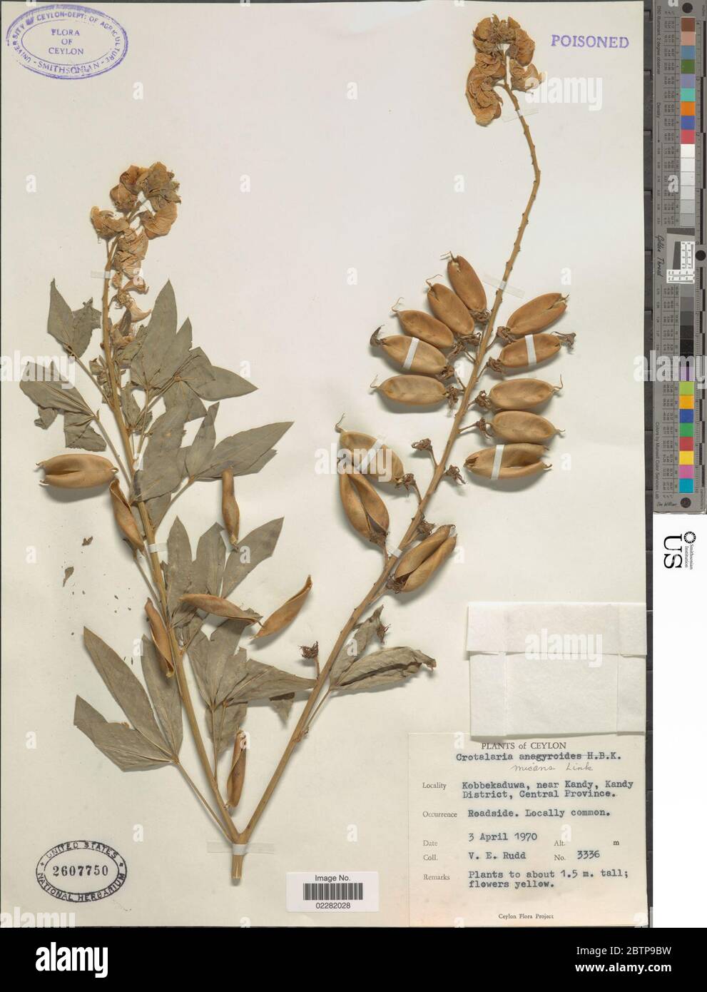 Crotalaria micans Link. Stock Photo
