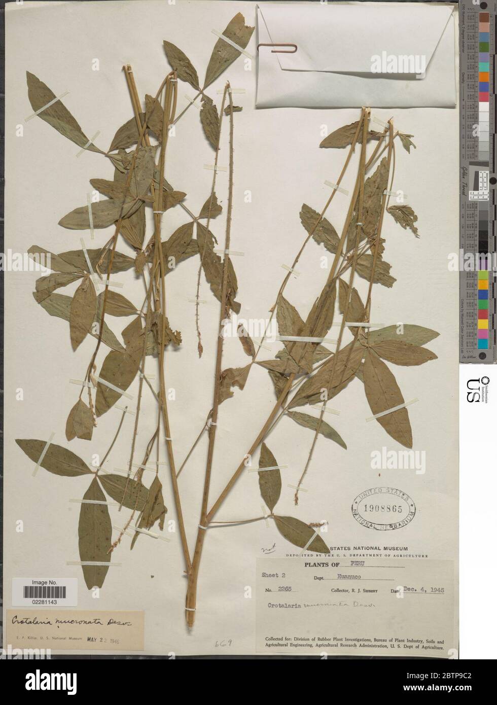 Crotalaria mucronata Desv. Stock Photo