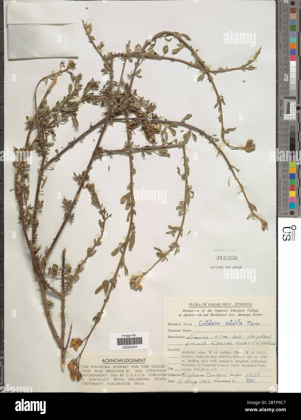 Crotalaria natalitia Meisn. Stock Photo