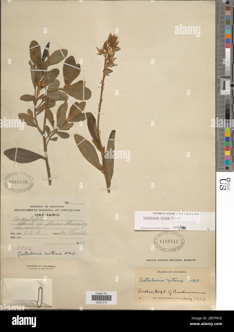 Crotalaria nitens Kunth. Stock Photo