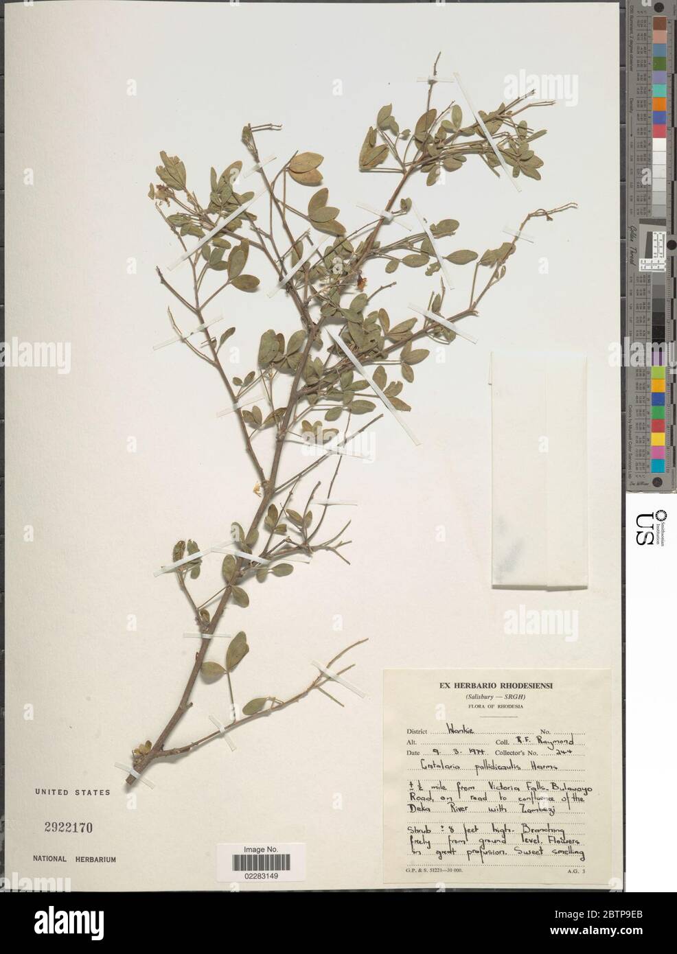 Crotalaria pallidicaulis Harms. Stock Photo
