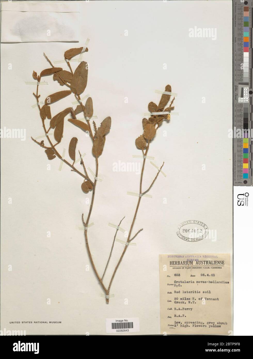 Crotalaria novaehollandiae. Stock Photo
