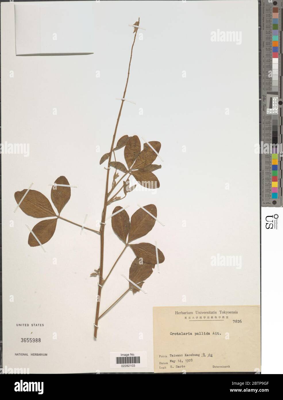 Crotalaria pallida Aiton. Stock Photo