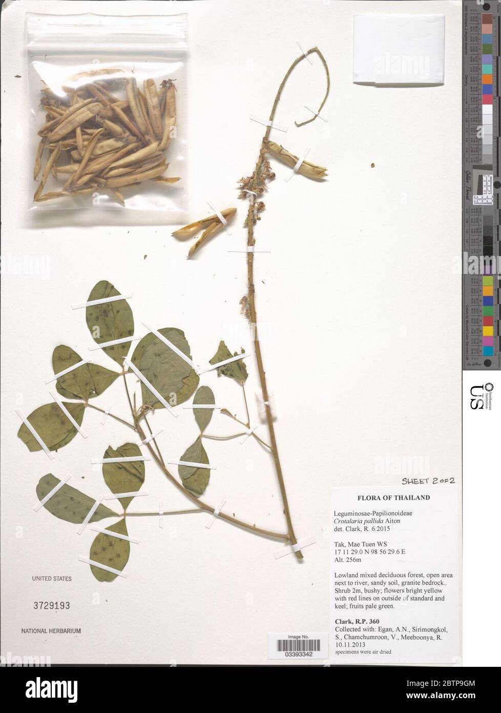 Crotalaria pallida Aiton. Stock Photo