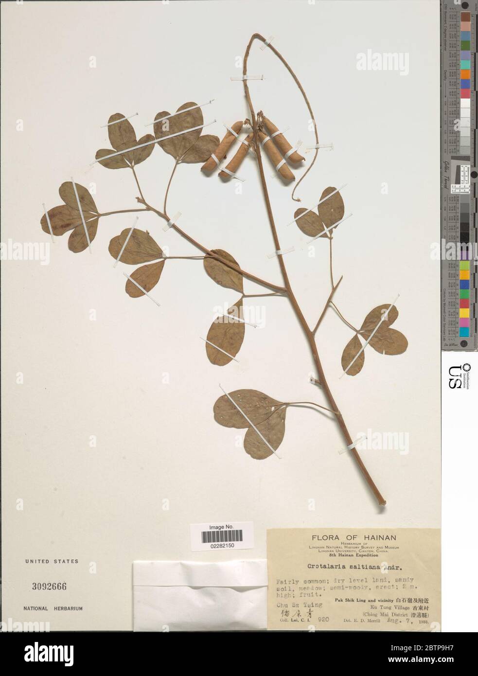Crotalaria saltiana Andrews. Stock Photo