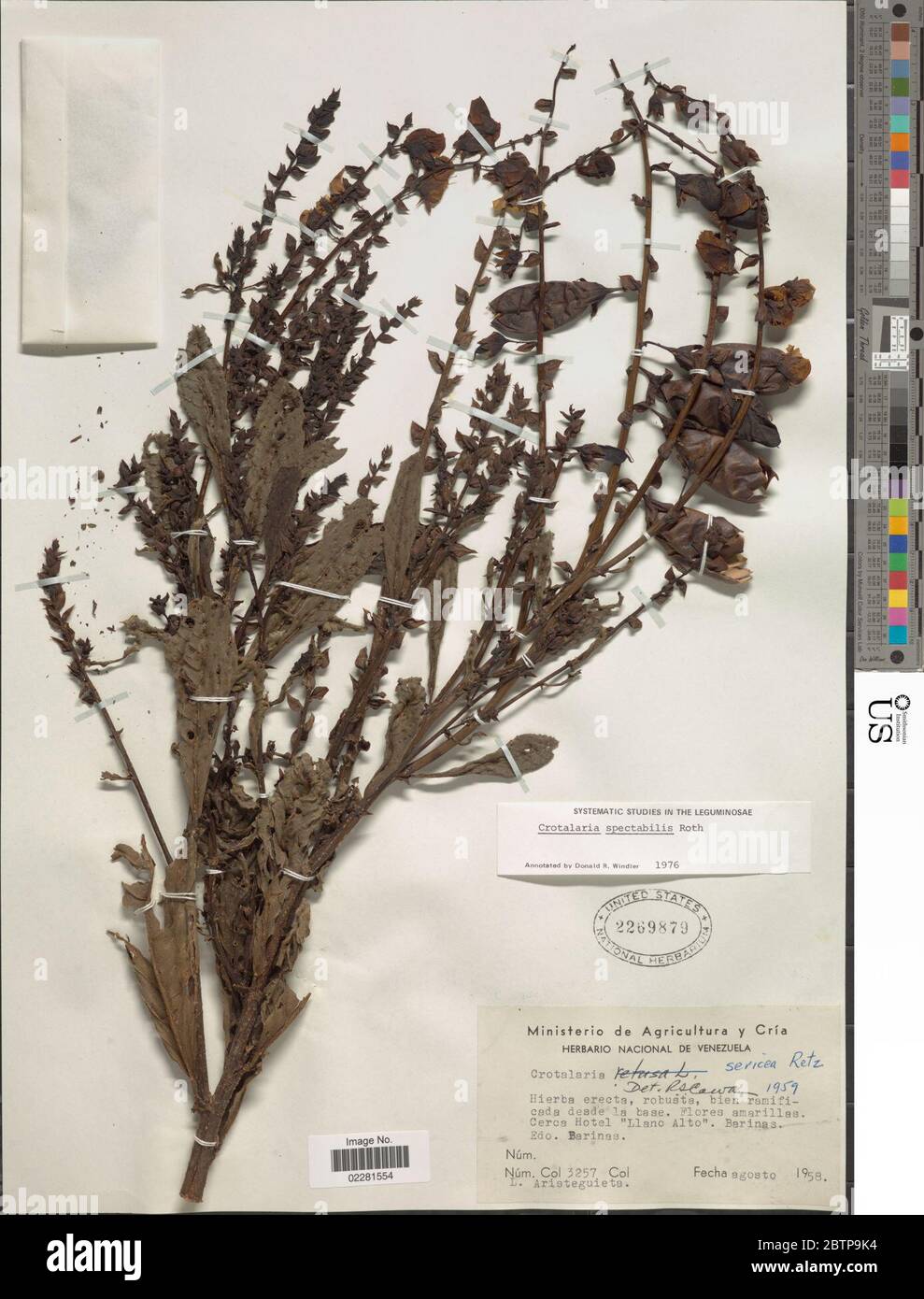 Crotalaria spectabilis Roth. Stock Photo