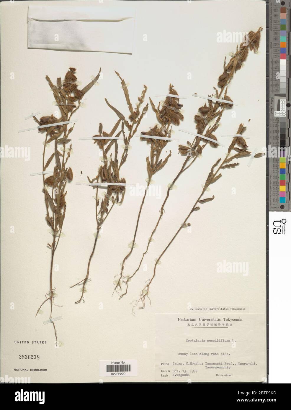 Crotalaria sessiliflora L. Stock Photo
