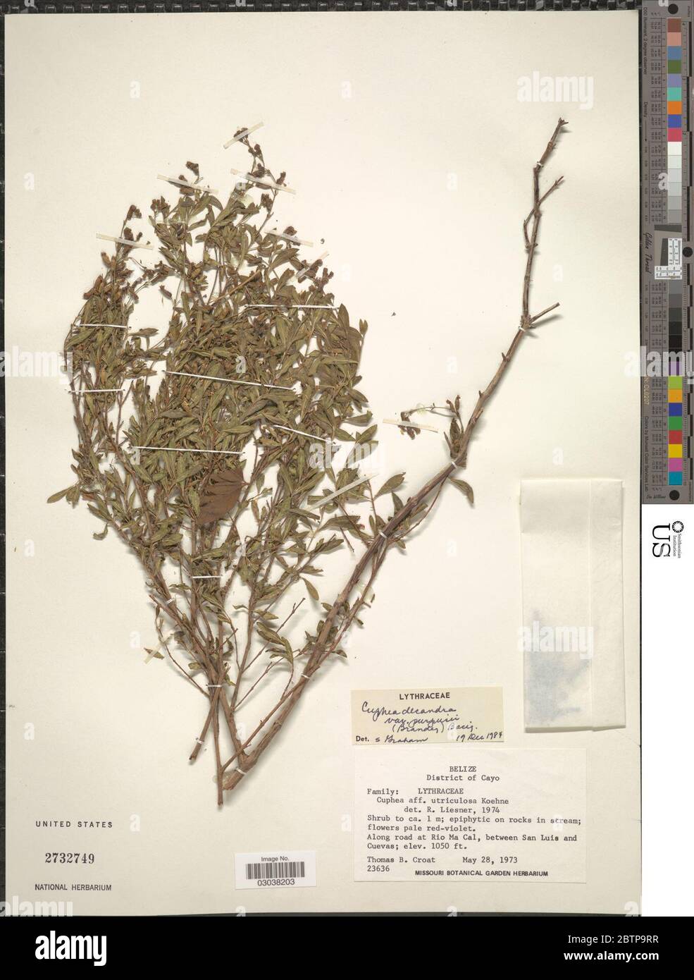 Cuphea decandra var purpusii Brandegee Bacig. Stock Photo