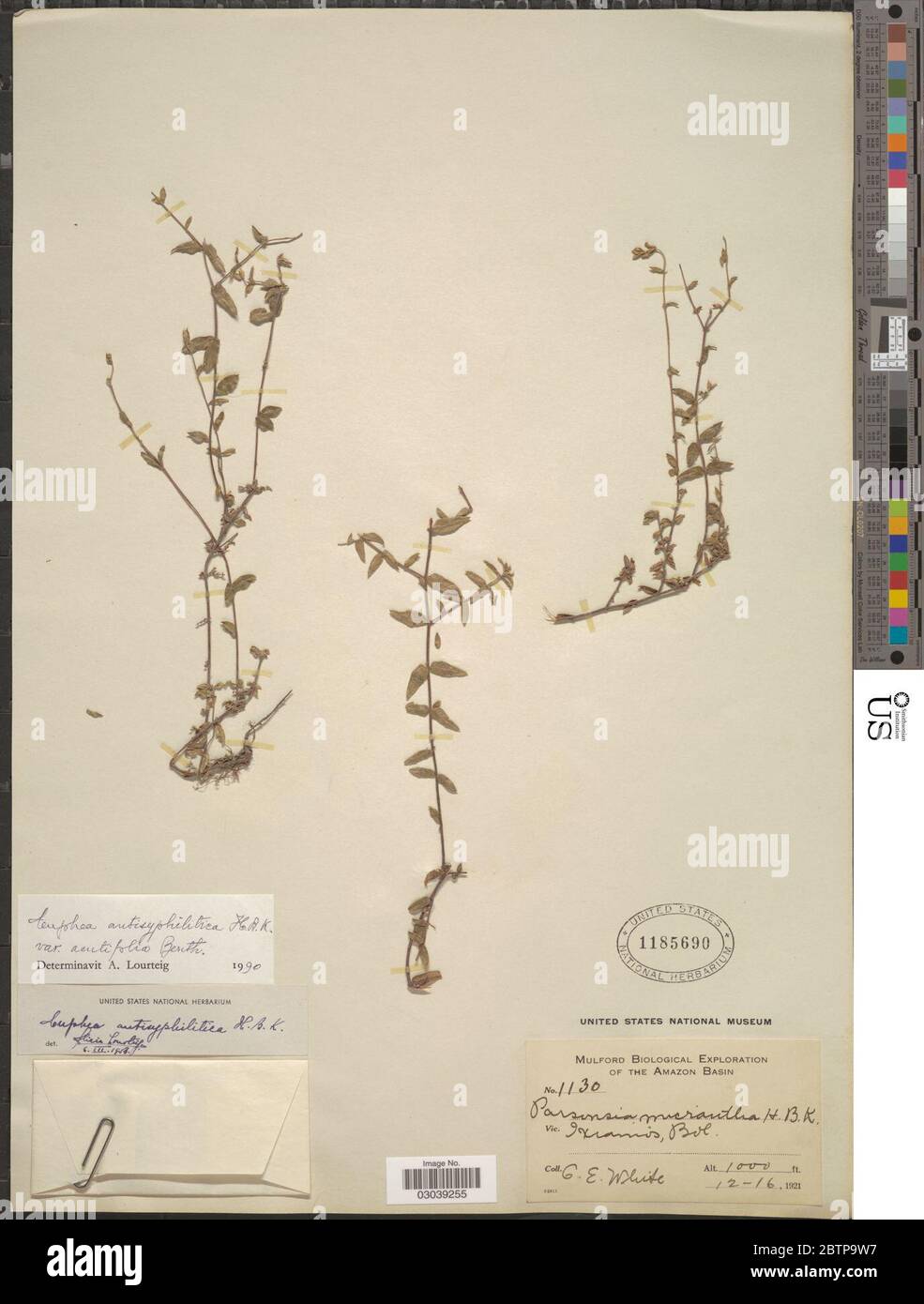 Cuphea antisyphilitica var acutifolia Benth. Stock Photo