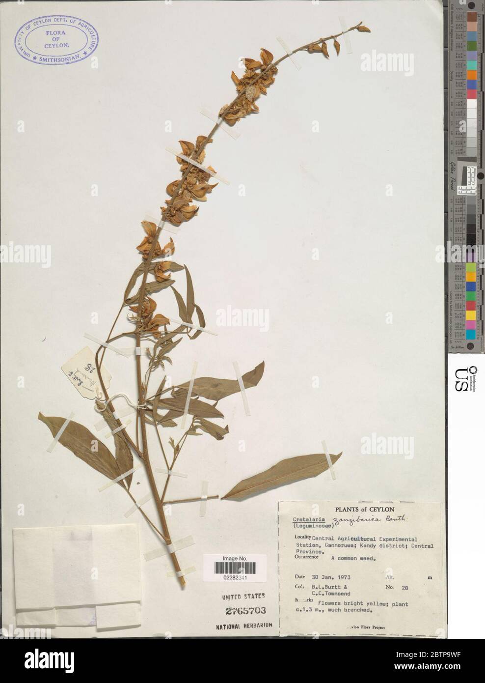 Crotalaria zanzibarica Benth. Stock Photo