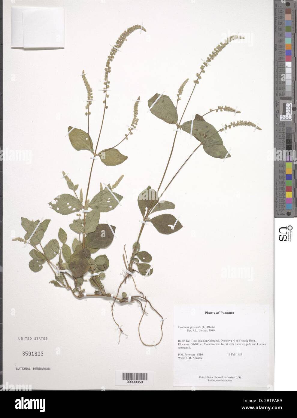Cyathula prostrata L Blume. Stock Photo