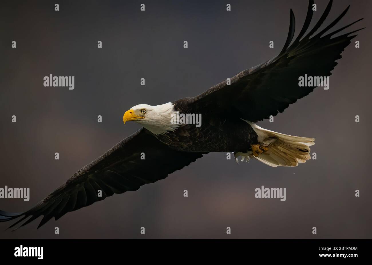 Close up side view of a Bald Eagle flying in dark background above the Susquehanna River in Maryland Stock Photo