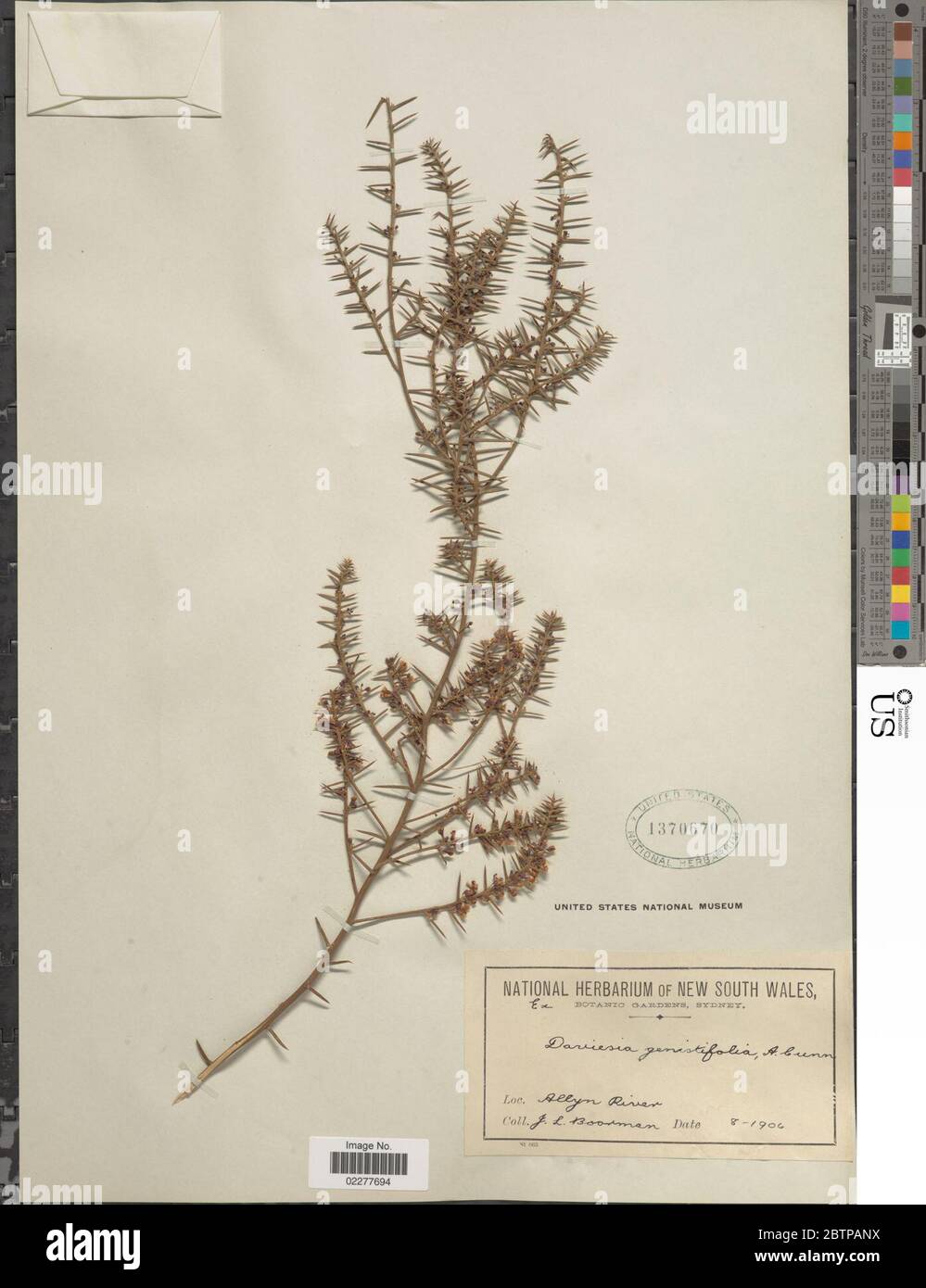 Daviesia genistifolia A Cunn ex Benth. Stock Photo