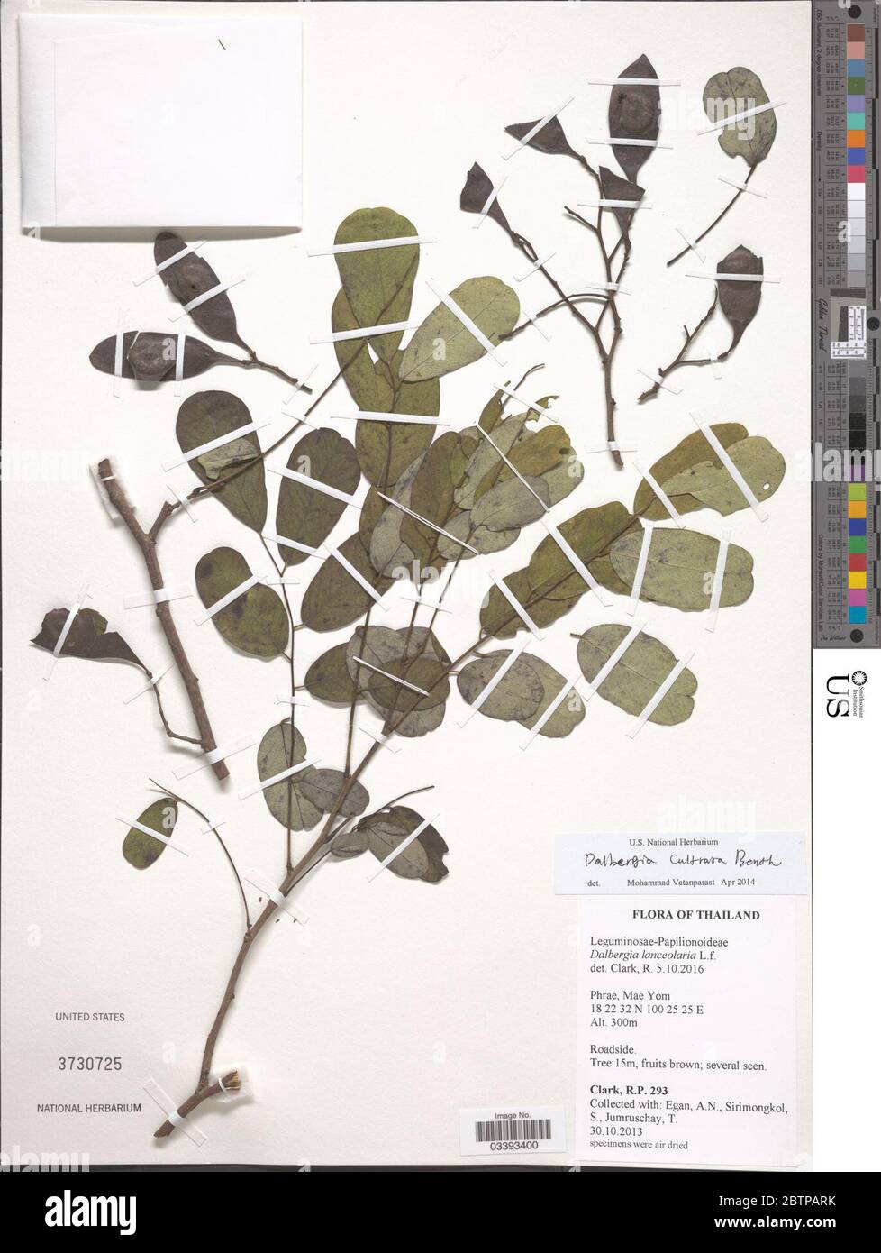 Dalbergia cultrata Graham ex Benth. Stock Photo