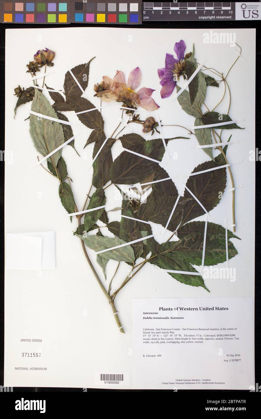 Dahlia tenuicaulis PD Srensen. Stock Photo
