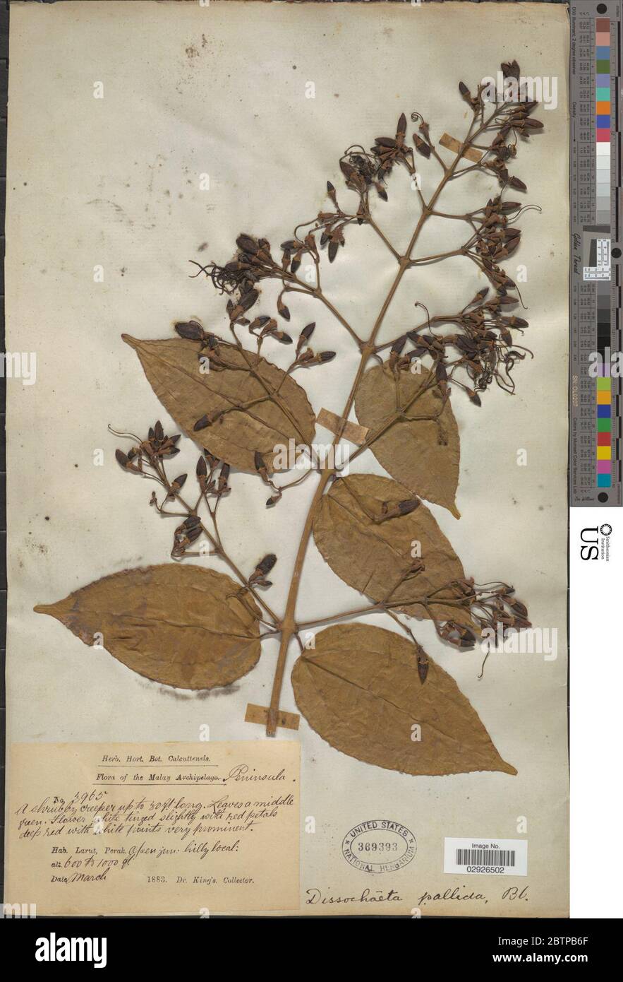 Dissochaeta pallida Blume. Stock Photo