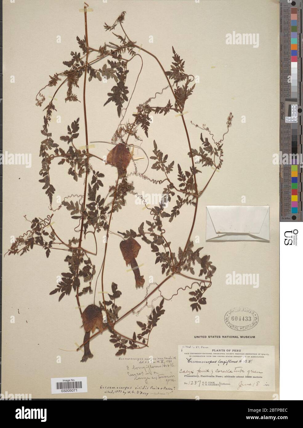 Eccremocarpus viridis Ruiz Pav. Stock Photo