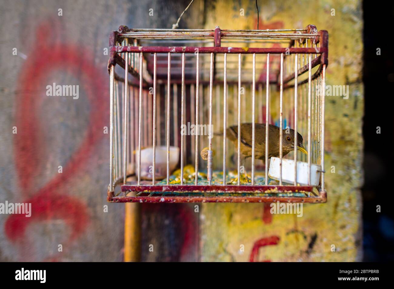 A pet bird (a wild canary) is seen inside a birdcage hung in the bird market in Cartagena, Colombia. Stock Photo
