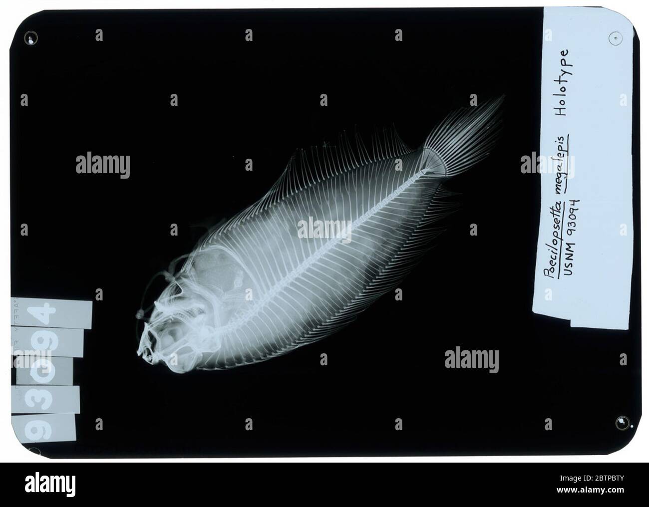 Poecilopsetta megalepis Fowler. Radiograph is of a holotype; The Smithsonian NMNH Division of Fishes uses the convention of maintaining the original species name for type specimens designated at the time of description. The currently accepted name for this species is Poecilopsetta plinthus.29 Oct 2018D. 51175 Stock Photo