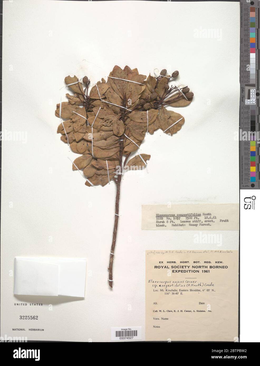 Elaeocarpus nanus subsp congestifolius Coode. Stock Photo