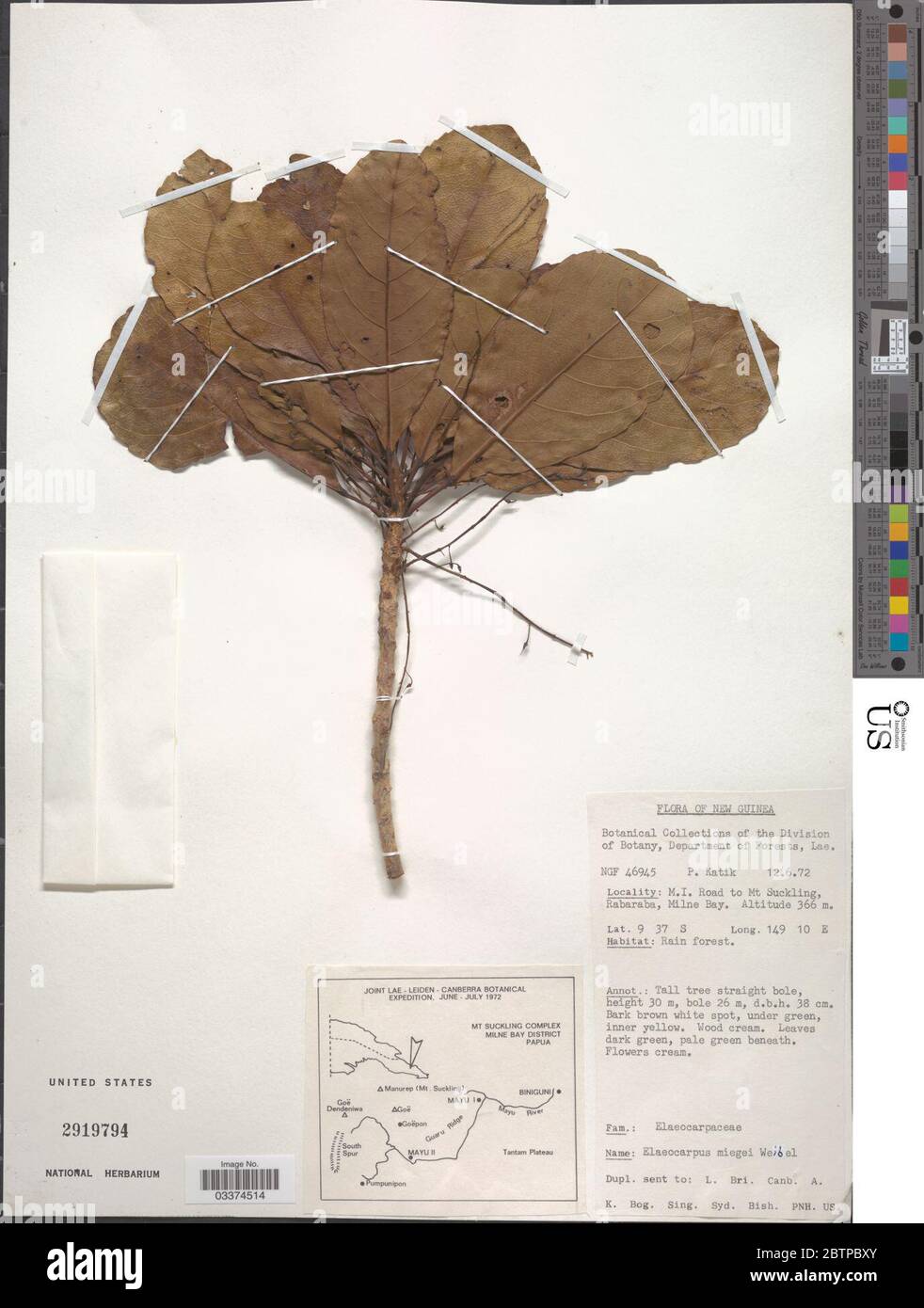 Elaeocarpus miegei Weibel. Stock Photo