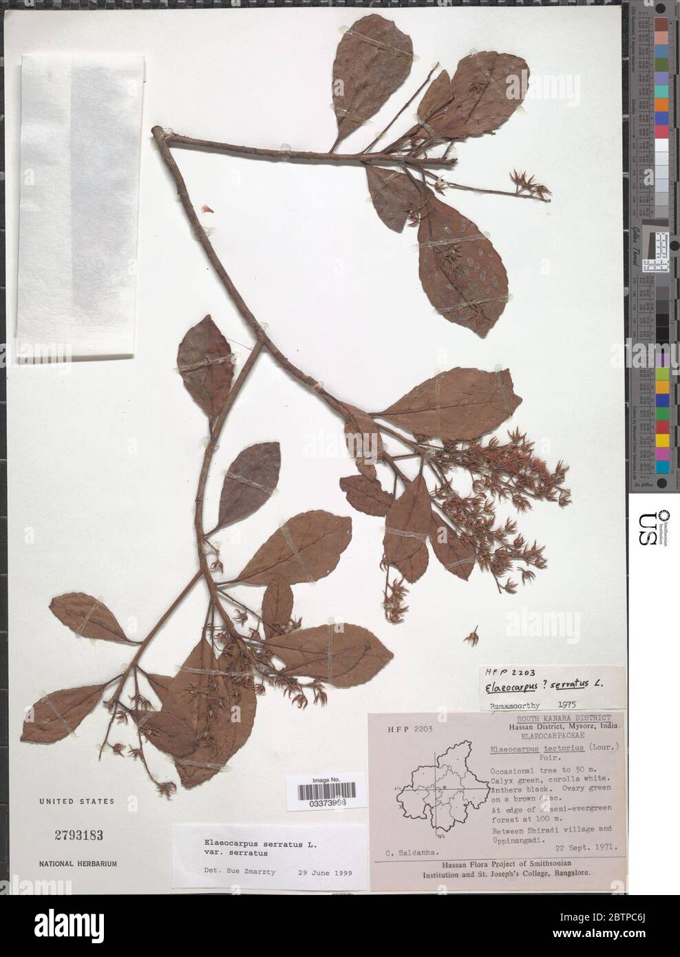 Elaeocarpus serratus var serratus. Stock Photo