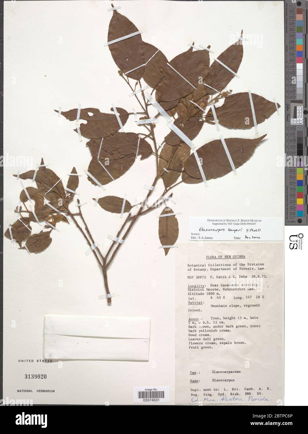 Elaeocarpus sayeri F Muell. Stock Photo