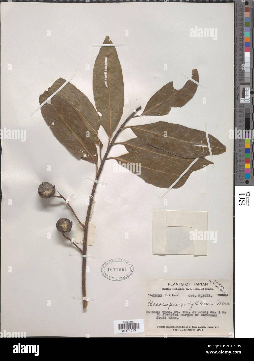 Elaeocarpus subglobosus Merr. Stock Photo