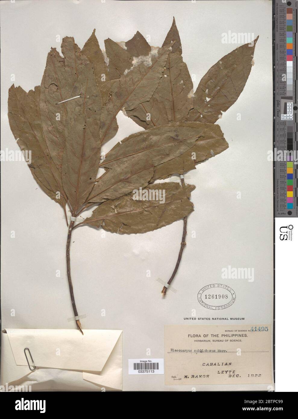 Elaeocarpus sphaericus Gaertn K Schum. Stock Photo