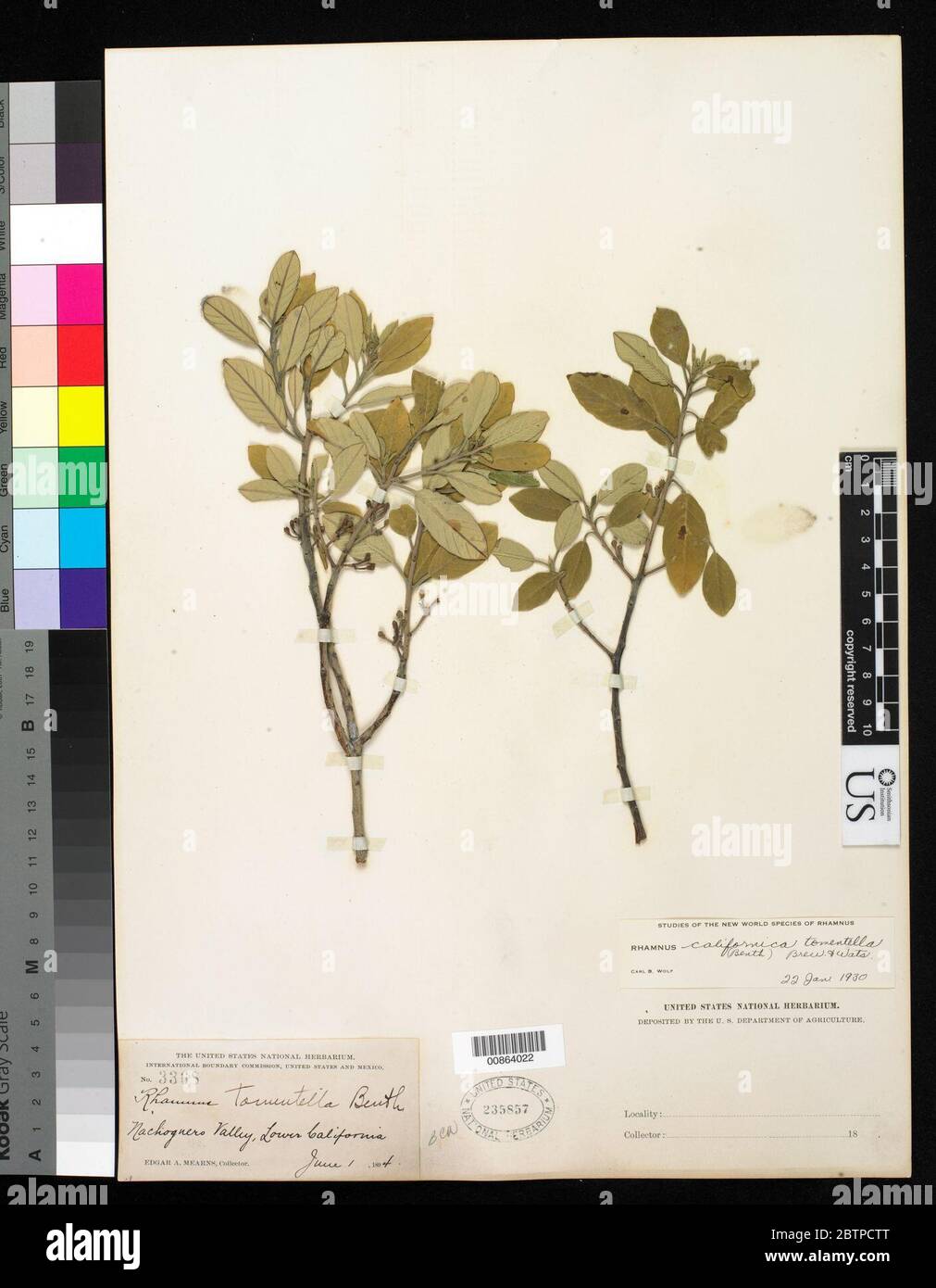 Frangula californica subsp tomentella Benth Kartesz Gandhi. Stock Photo