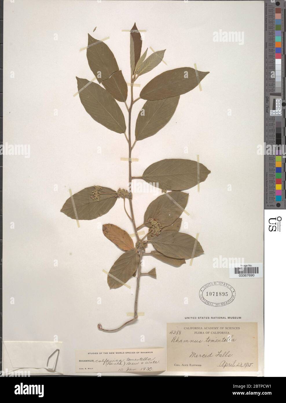 Frangula californica var tomentella Benth A Gray. Stock Photo