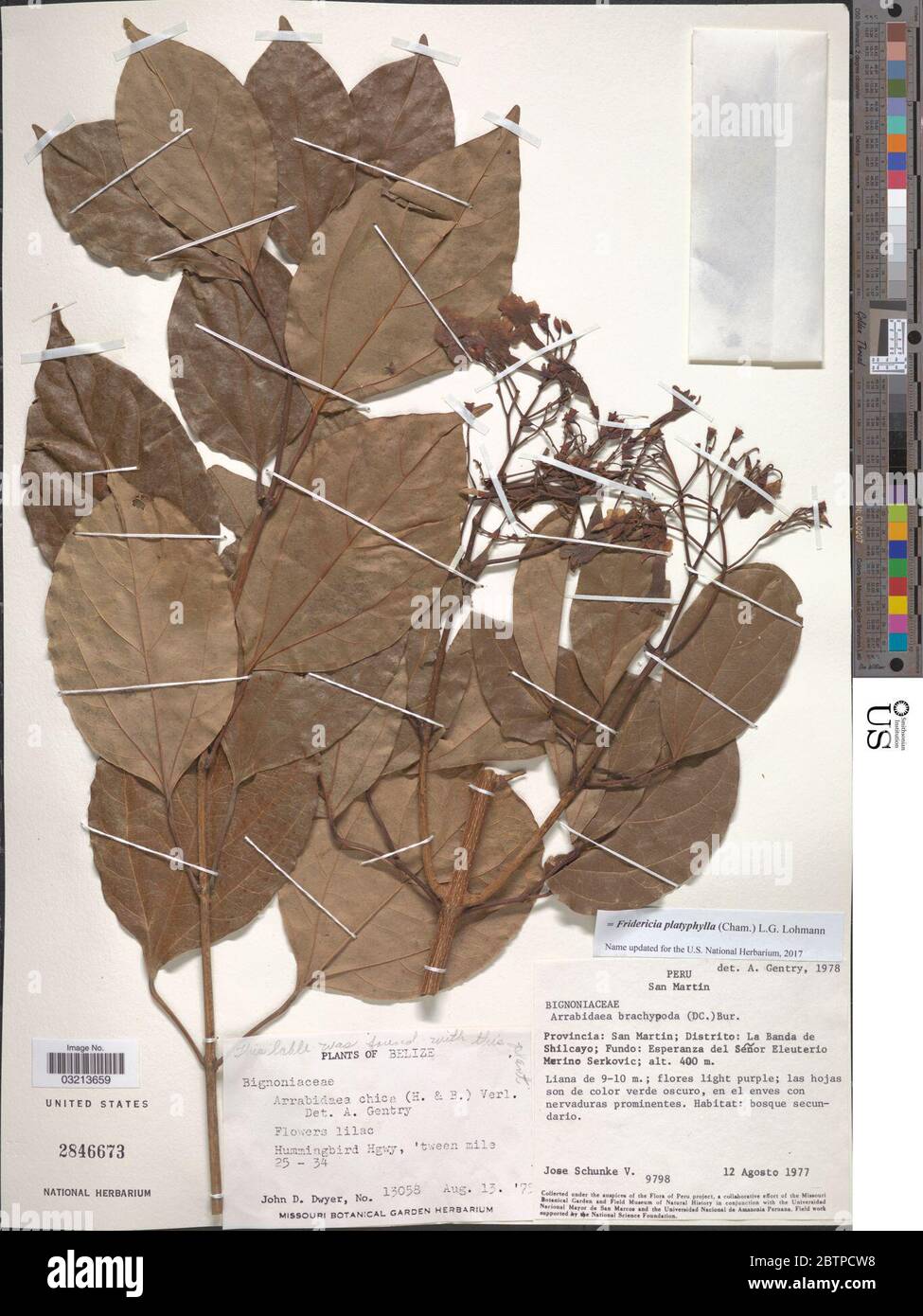 Fridericia platyphylla Cham LG Lohmann. Stock Photo