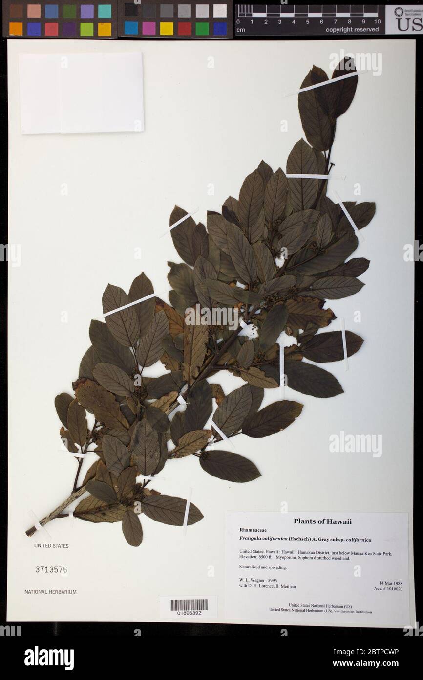 Frangula californica Eschsch A Gray subsp californica. Stock Photo