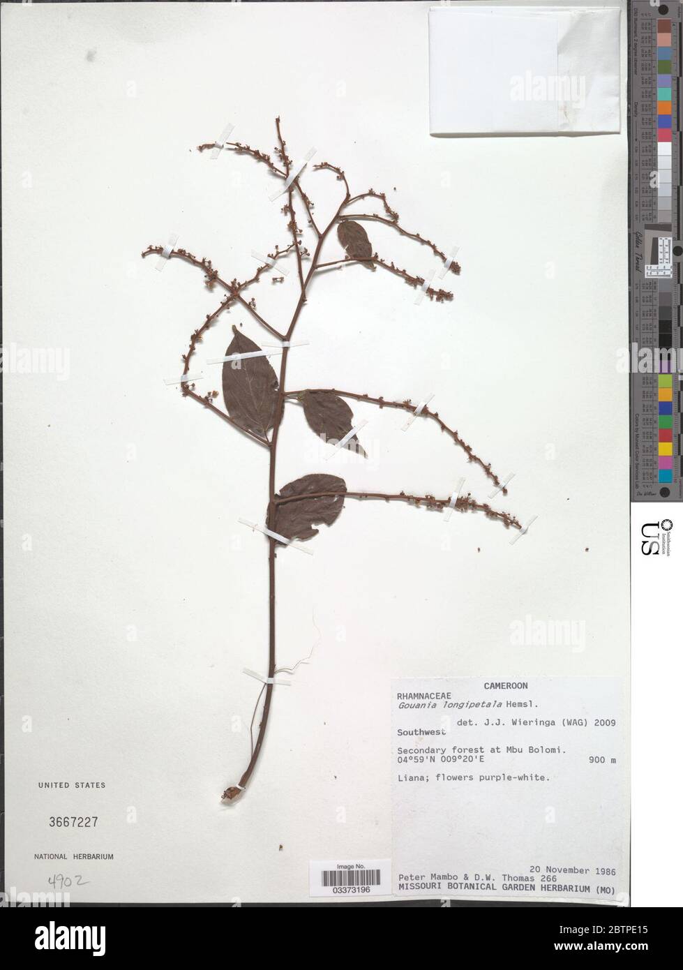 Gouania longipetala Hemsl. Stock Photo