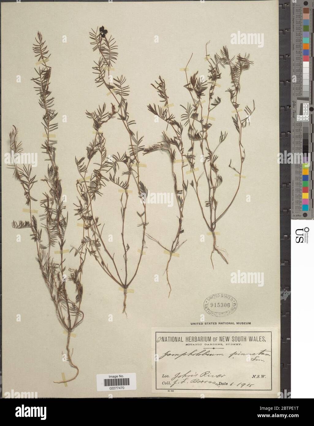 Gompholobium pinnatum Sm. Stock Photo