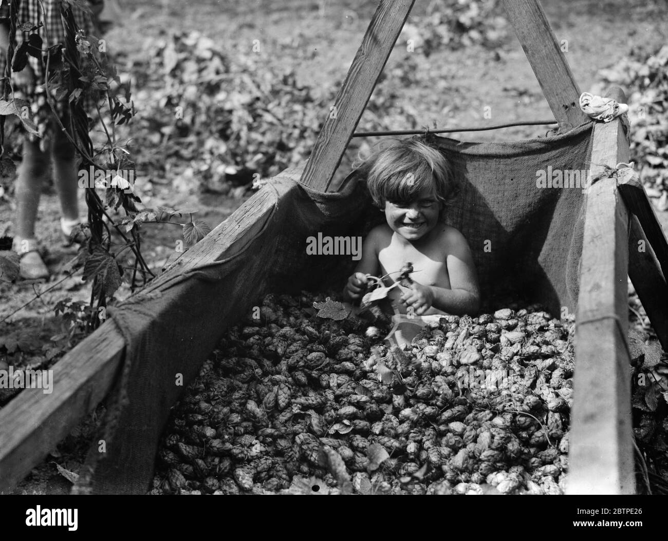 Children help hop picking . 1935 . Stock Photo