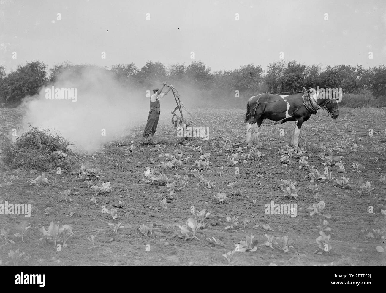 Farmers burning field rubber . 1935 . Stock Photo