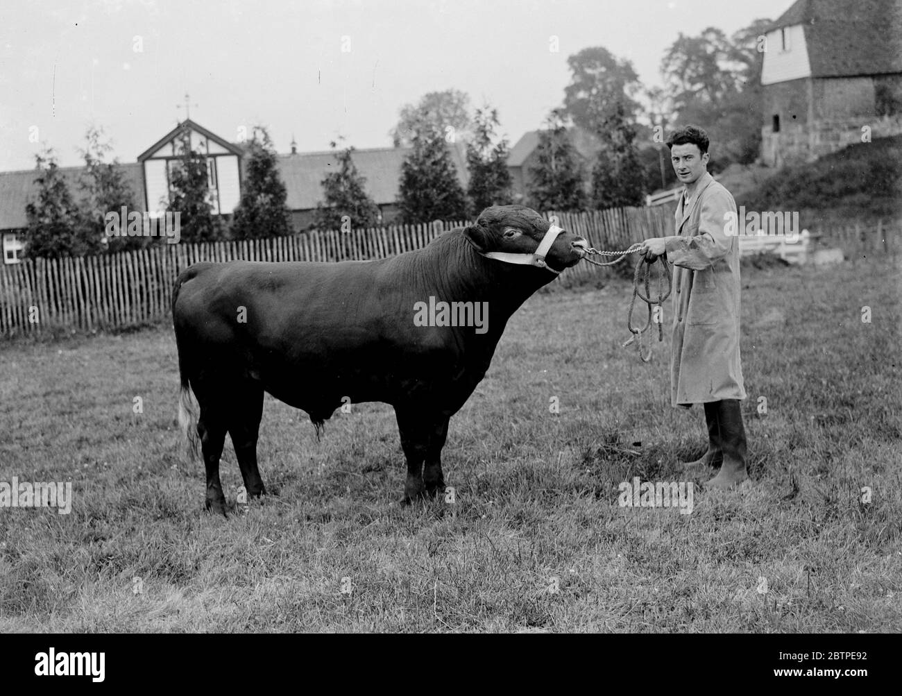 Prize bull . 1935 Stock Photo - Alamy